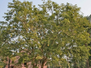 ભારતમાં મળી આવતાં અલૌકિક શક્તિઓવાળા ઝાડ