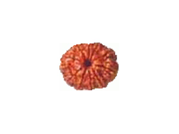 એકમુખી રુદ્રાક્ષ