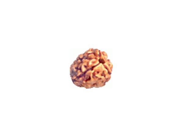 દ્વિમુખી રુદ્રાક્ષ