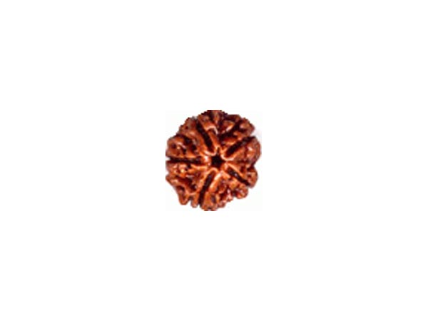 પંચમુખી રુદ્રાક્ષ