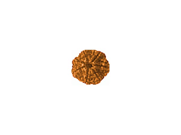 સપ્તમુખી રુદ્રાક્ષ
