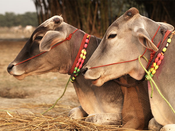 ડુંગળી