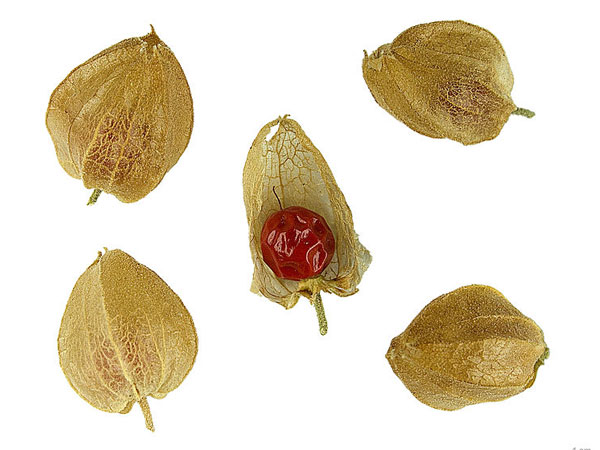 પ્રજનન ક્ષમતા વધારો