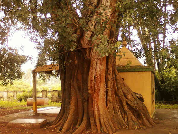 આ વૃક્ષ પર ઘંટ બાંધવામાં આવે છે