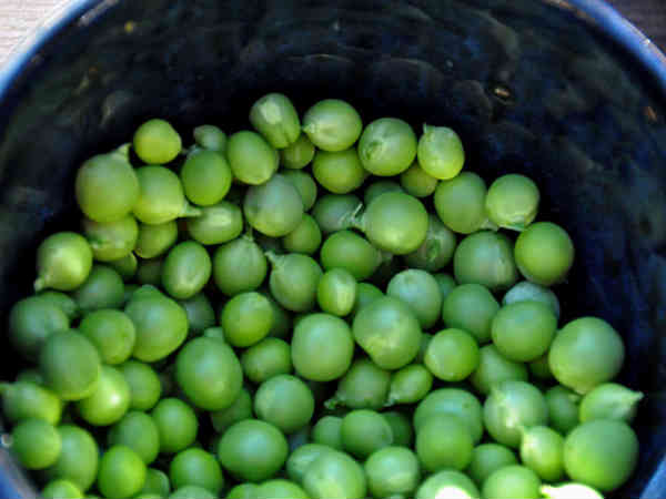 11. વટાણા :