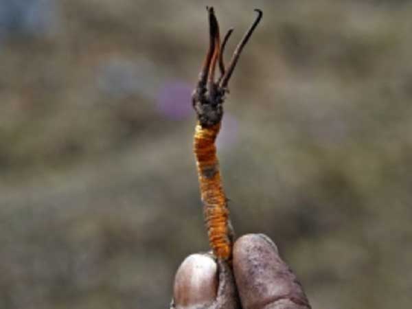 મૃત્યુ બાદ બનાવવામાં આવે છે સેક્સ પાવડર