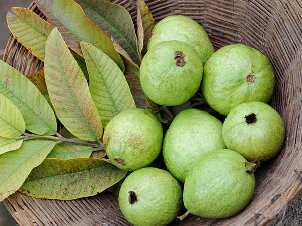 6) જામફળ અને પપૈયું :