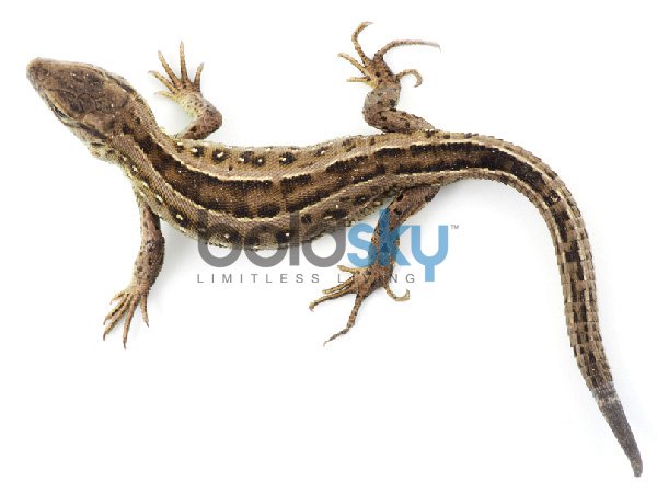 4. જો ગરોળી કોઇક મહિલા પર પડે છે (2) :