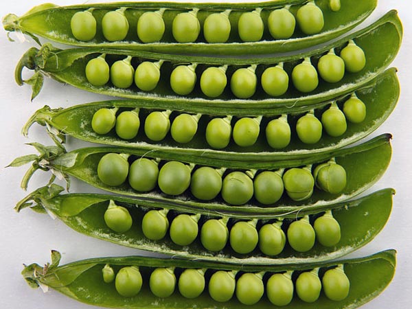 વટાણા દૂધ ના ફાયદા શું છે?